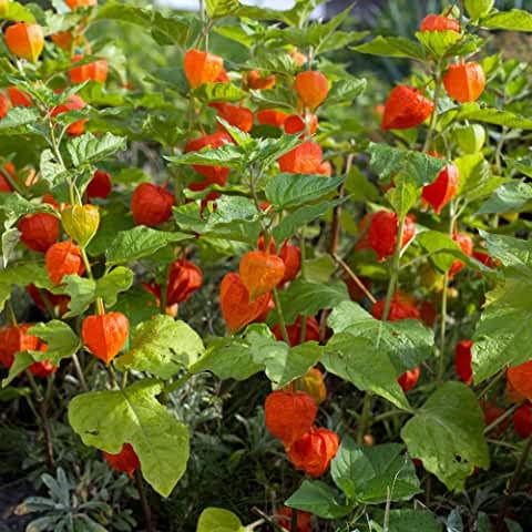 Flower Chinese Lantern Fba-3283 (Orange) 100 Non-Gmo, Heirloom Seeds #TOP13