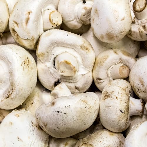 semillas de hongos - Hierbas de cocina, planta ajedrea semillas de hortalizas tradicionales semillas de plantas semillas de hierbas silvestres y hongos plantas vegetales plantas 120pcs