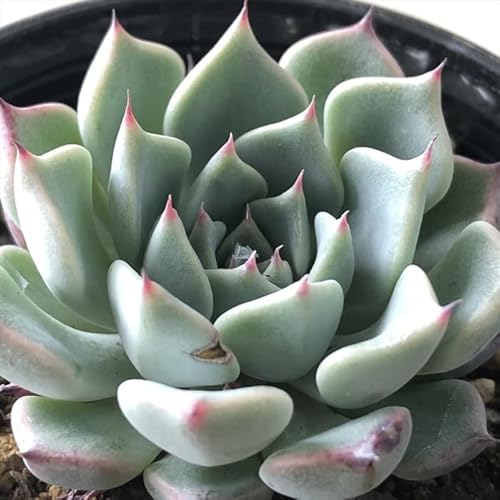 A hmGPxA PO A GPxA 6cm|bg