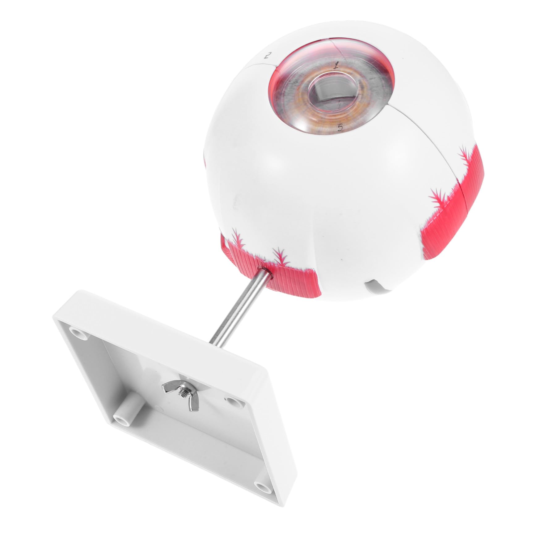 PRETYZOOM Modelo de Ojo Médico Numerado y Desmontable Estructura Anatómica Realista Material Didáctico para Laboratorios de Ciencias y Enseñanza Médica
