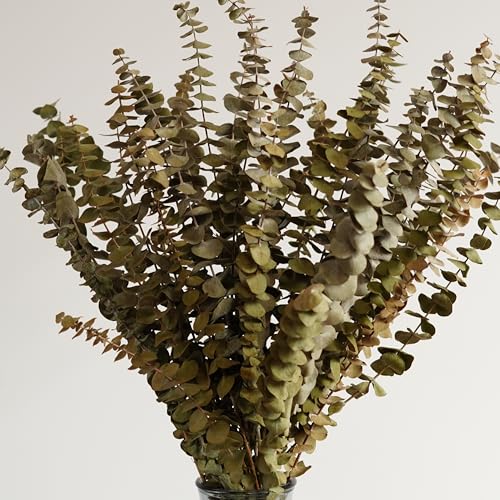 10 piezas de hojas secas de eucalipto para decoración miniatura 2