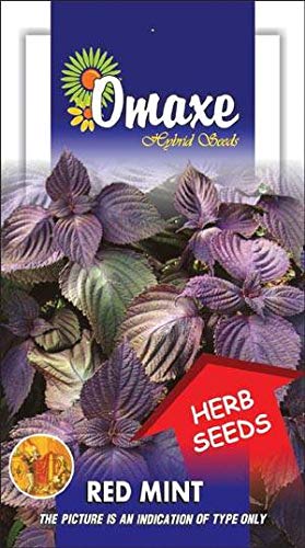 Red Mint Herb Seeds Pack of 2 Kitchen garden seeds packet-picture-27