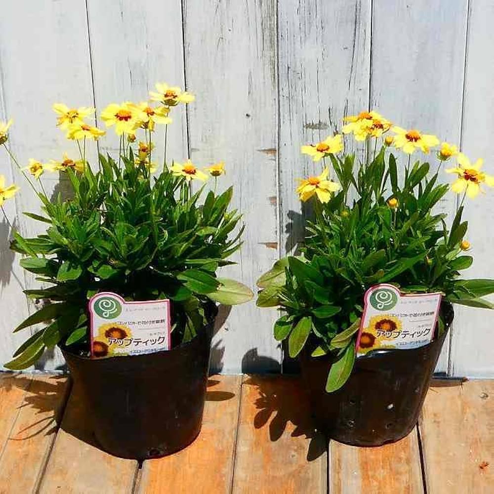 Amazon | コレオプシス 苗 アップテック イエローアンドレッド 5