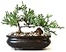 9GreenBox - Juniper Tree Bonsai with Bonsai Pot