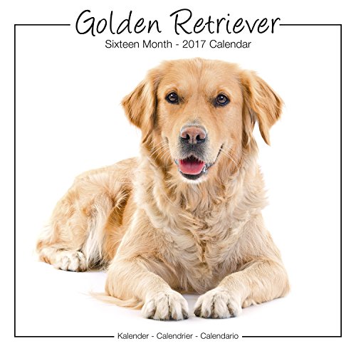 Golden Retriever Calendar - Calendar Golden Retriever - Golden Retrievers Calendar - Dog Breed Calendars 2017 - Dog Calendar - Calendars 2016 - 2017 wall calendars - 16 Mth Calendar by Avonside Studio