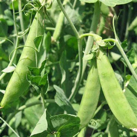 60 Mammoth Melting Sugar Pod Pea Seeds for Planting Heirloom Non GMO 14 Grams of Seeds Snow Pea Garden Vegetable Bulk Survival