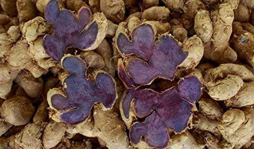 Majestic Herbs Black Ginger Powder