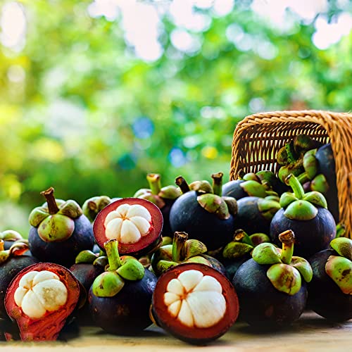 Mangostan Pflanze Kaufen Die 15 besten Produkte im Vergleich