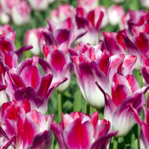 Image of Tulip 'Colour Changing Collection' Vibrant Colour Transitioning Blooms Unique Dynamic Display 32X Bulbs by Thompson and Morgan