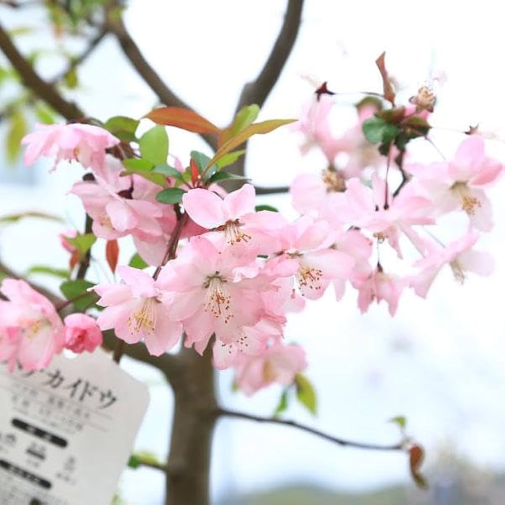 ハナカイド◯(花海堂) 1株(樹齢20年以上) ハナカイド◯(花海堂) 1株(樹齢20年以上)