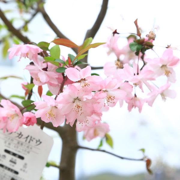 Amazon.co.jp: 庭木・植木：花海棠（ハナカイドウ）*かいどう桜