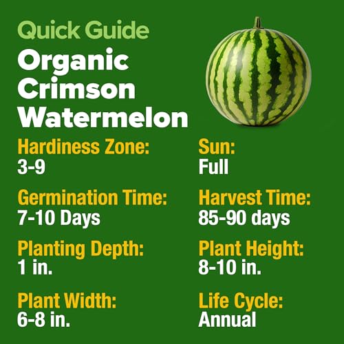 Image of HOME GROWN Organic Crimson Sweet Watermelon Seeds 15+ Heirloom Non-GMO, High Germination, Honey Sweet Summer Fruit, Striped Skin, Home Garden & Raised Beds, High Sugar Content (Citrullus lanatus)