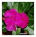 Vinca rosea - Madagascar periwinkle - 30 seeds