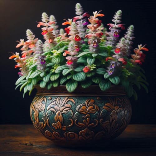 Image of 500+ SEEDS- Winter Season Flower Seeds Combo Pack For Planting- 6 Variety Flower Seeds. Exotic Flower Seeds.