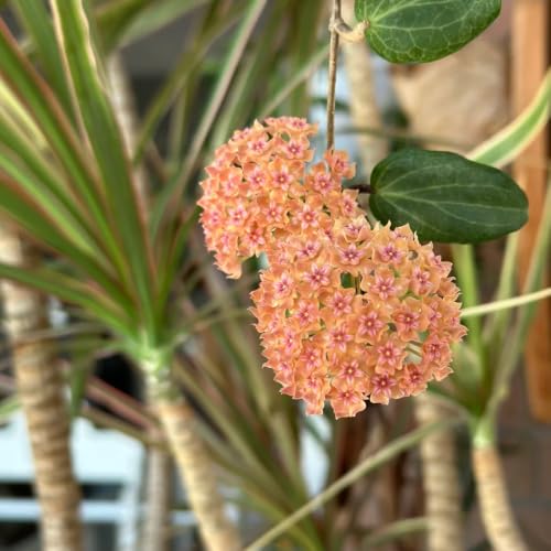 Hoya, plantas de interior y balcón ideales para crear un oasis verde entre rocas de jardín 4