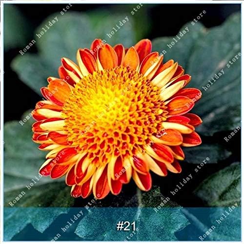 Amazon Co Jp 100個中国の24種類の菊の花盆栽新鮮な美しいエキゾチックな花植物装飾ホームガーデン 21 Diy 工具 ガーデン Amazon Co Jp 100個中国の24種類の菊の花盆栽新鮮な美しいエキゾチックな花植物装飾ホームガーデン 21 Diy 工具 ガーデン