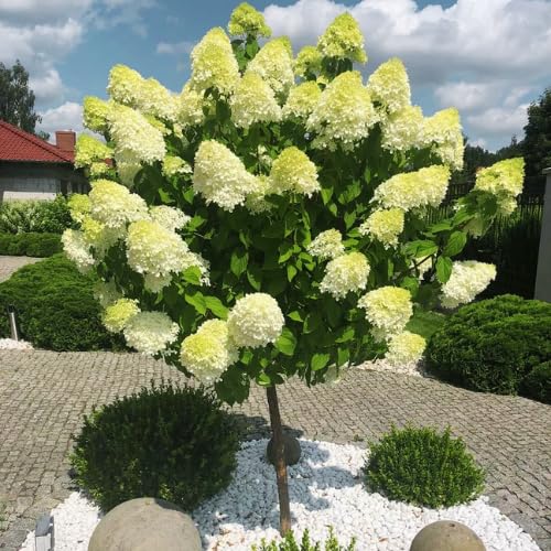 Green Hydrangea Plant 6-10 Inches