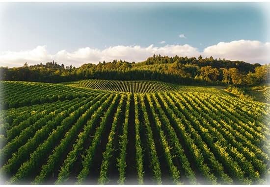 30.75 X 44 Panel Vineyard Field Wine-Making Scenic Landscape Through The Vine Digital Cotton Fabric Panel (D374.55)