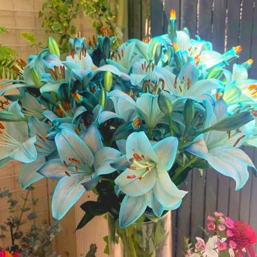 Raro Giglio bulbi,Piante perenni,Giglio pianta vera,resistenti al freddo,Tagliare,Facile da curare(non artificiali)-4 Bulbi-B