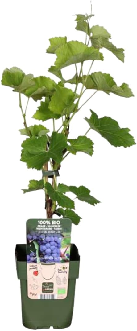 Саженцы винограда Vitis vinifera органические 6 шт. 20 см Ø 13 см Садовые растения Овощи и фрукты