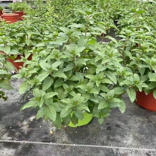 semillas de menta - semillas organicas Plantas resistentes para el jardín planta de menta semillas de plantas Plantas de balcón resistentes al invierno Plantas en macetas resistentes 25pcs