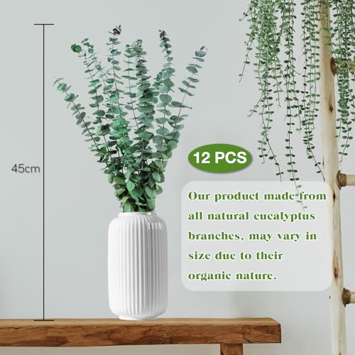 CAwished 12 Stück Getrocknete Eukalyptus Zweige 43 cm Natürliche Trockenblumen Eukalyptus Deko Konservierte Eukalyptus Pflanze für Hochzeit Blumenarrangements Heimdécor
