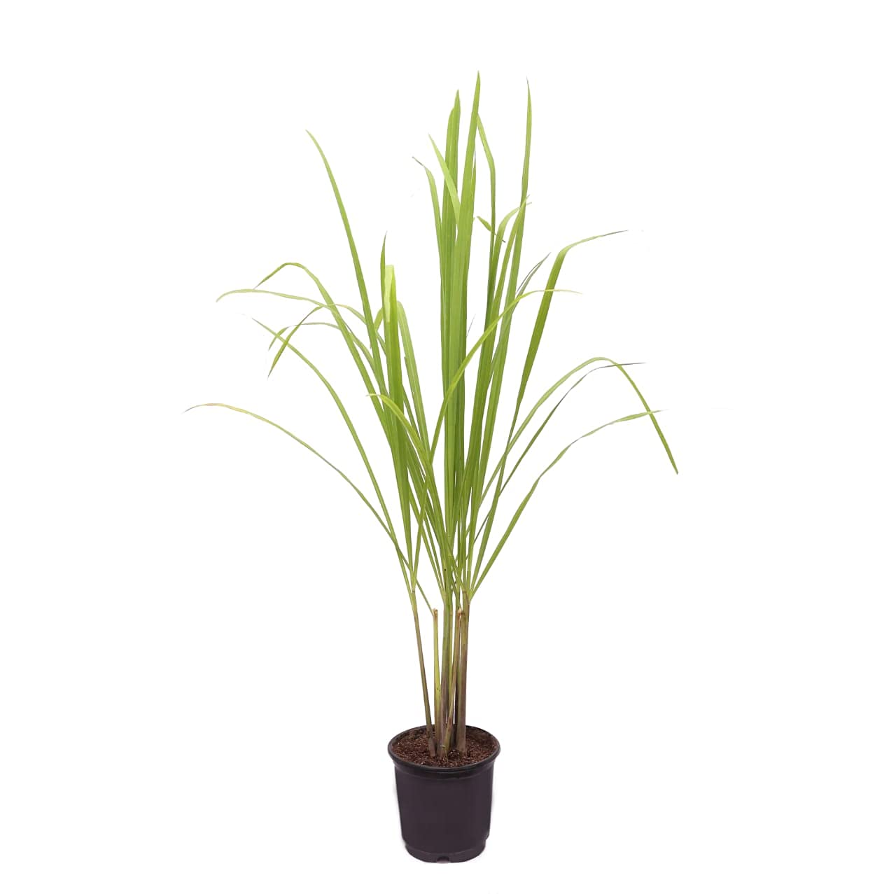 PlantaZee Celery Farms Lemon Grass Herbs Plant Lemongrass Plant with Pot Full Mature Plant Ready to Use. Lemon Grass (B099NWTXPM) Amazon Price History, Amazon Price Tracker
