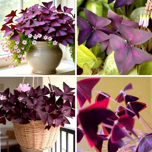 CarpetC 12+ Purple Shamrock Seeds for Planting Perennial Houseplant with Colorful Foliage Non-GMO Oxalis triangularis for Containers and Indoor Gardens
