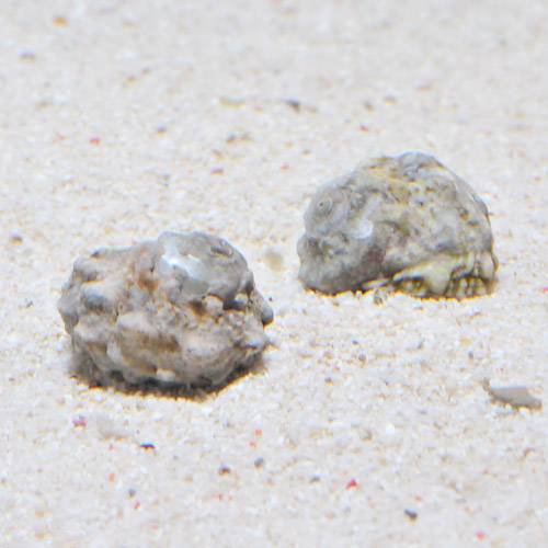 海水魚水槽のコケ取り貝特集 プロも信用するコケ取り貝の種類と特徴とは トロピカ
