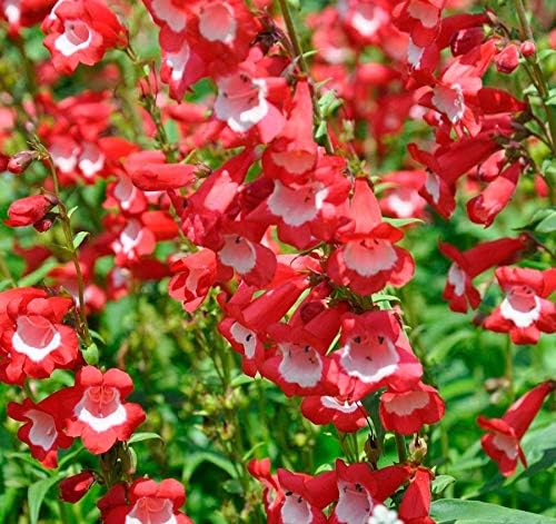Miniatura 6 de Semillas Penstemon Hartwegii (Hartweg's Beardtongue) Mezcla Flores Perennes No OGM