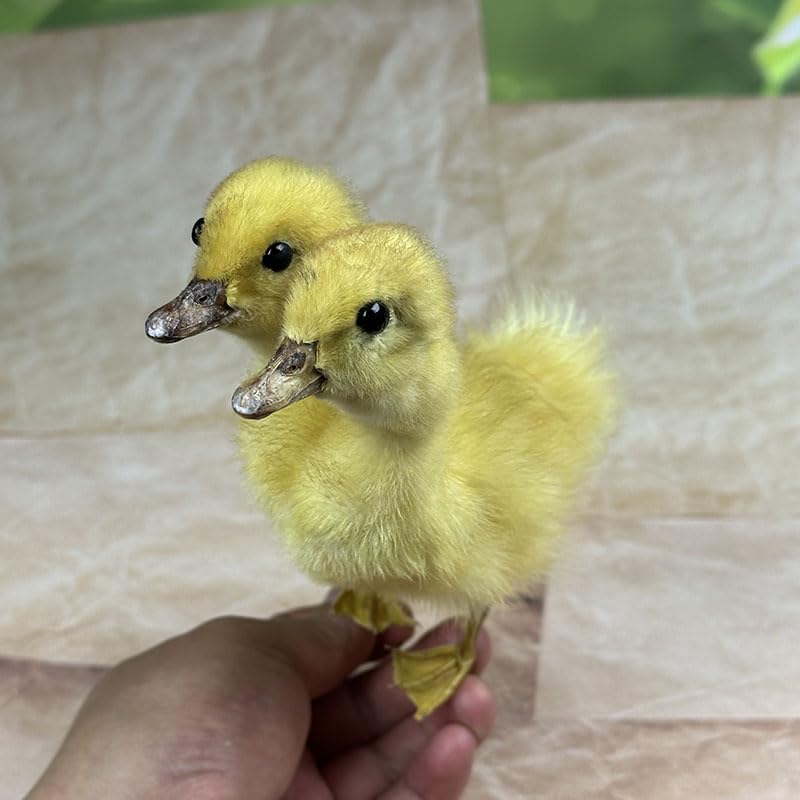 Animal specimens Filled with Real Eurasian Goose/Duck specimens Teaching/Decoration/Props Decoration (Yellow - Two-Headed Duckling)