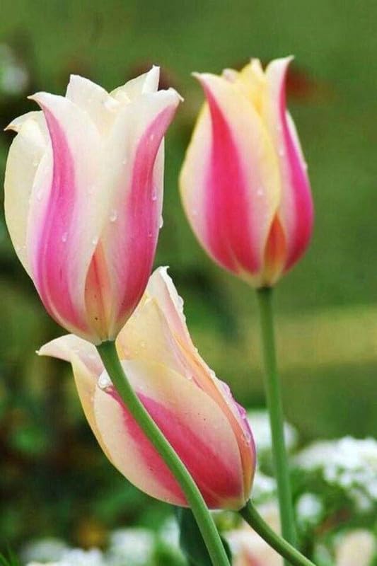 RADHA KRISHNA AGRICULTURE® Tulip Lily Flower Bulbs strip pink Variety