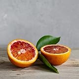 Tarocco-Blutorangenbaum (Citrus sinensis 'Tarocco') – Mediterraner Orangenbaum 120-160 cm | Süße, Saftige Früchte | Ideal für Garten, Terrasse & Wintergarten | Pflegeleicht & Dekorativ