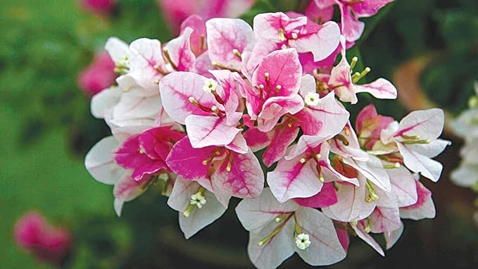 Greenursery Bougainvillea Pink Color Flower Plant Live with Black Plastic Pot. (B0CRH7Z6CZ) Amazon Price History, Amazon Price Tracker
