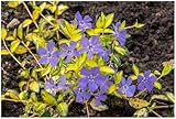 Stauden Gänge 1 x Vinca minor 'Imagine' / 'Ilumination' (Staude/Winterhart/Bodendecker/Immergrün/Mehrjährig) Buntes Blaues Kleines Immergrün - tolle Blütenpracht - sehr pflegeleicht