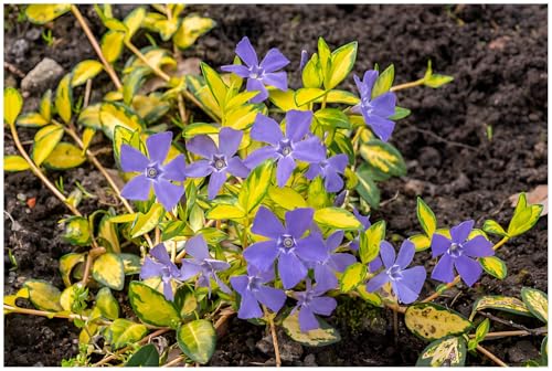 Stauden Gänge 1 x Vinca minor 'Imagine' / 'Ilumination' (Staude/Winterhart/Bodendecker/Immergrün/Mehrjährig) Buntes Blaues Kleines Immergrün - tolle Blütenpracht - sehr pflegeleicht