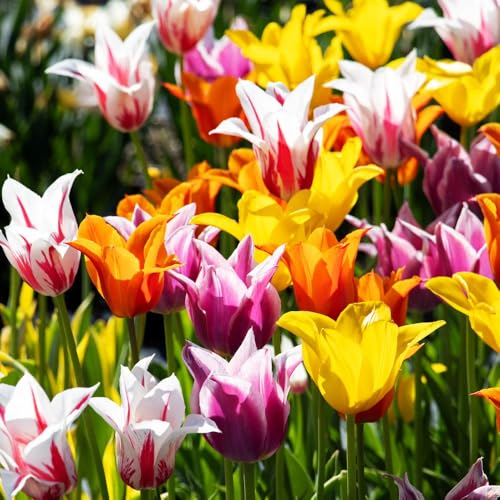 Mix Triumph Tulips 10 Bulbs for Fall Planting Colorful Flower