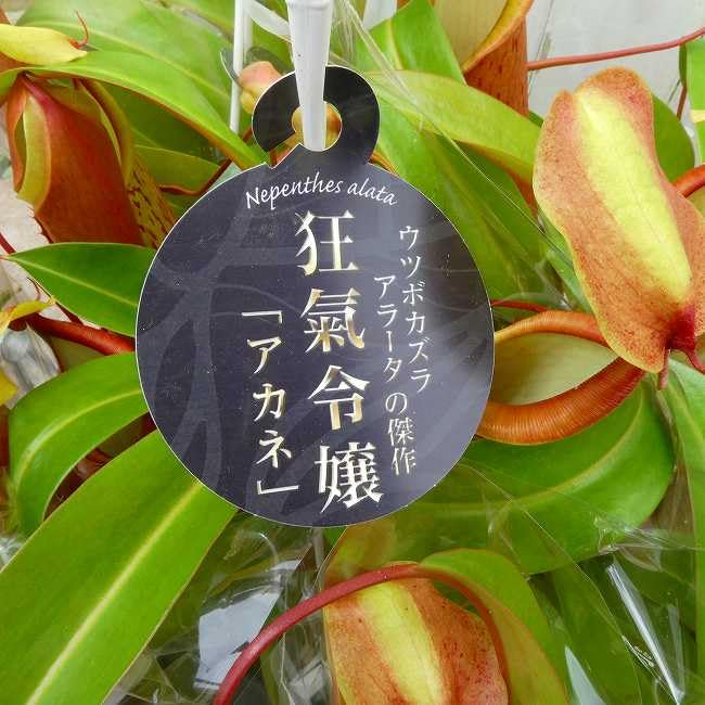 新たな捕虫袋誕生 ウツボカズラアラータ狂氣令嬢ヒスイ食虫植物