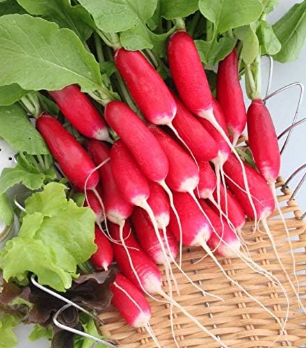 Rábano francés 18 días vegetal sin OMG para plantar