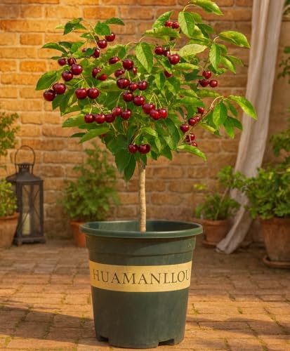 Dwarf Black Cherry Fruit Tree Live Plant Seedling - Prunus