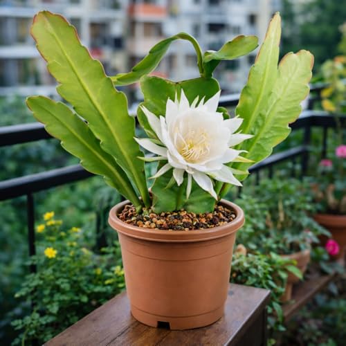 Image of Brahma Kamal Live Plant with Pot | Sacred Himalayan Rare Flowering Plant | Auspicious Vastu Plant for Home & Temple | Easy-Care Indoor-Outdoor Plant | Fresh Healthy Plant