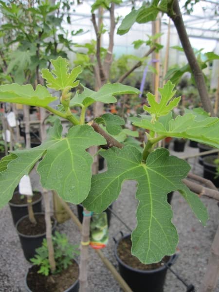 Feigenbaum Brogiotto Bianco - Ficus carica - Hochstamm