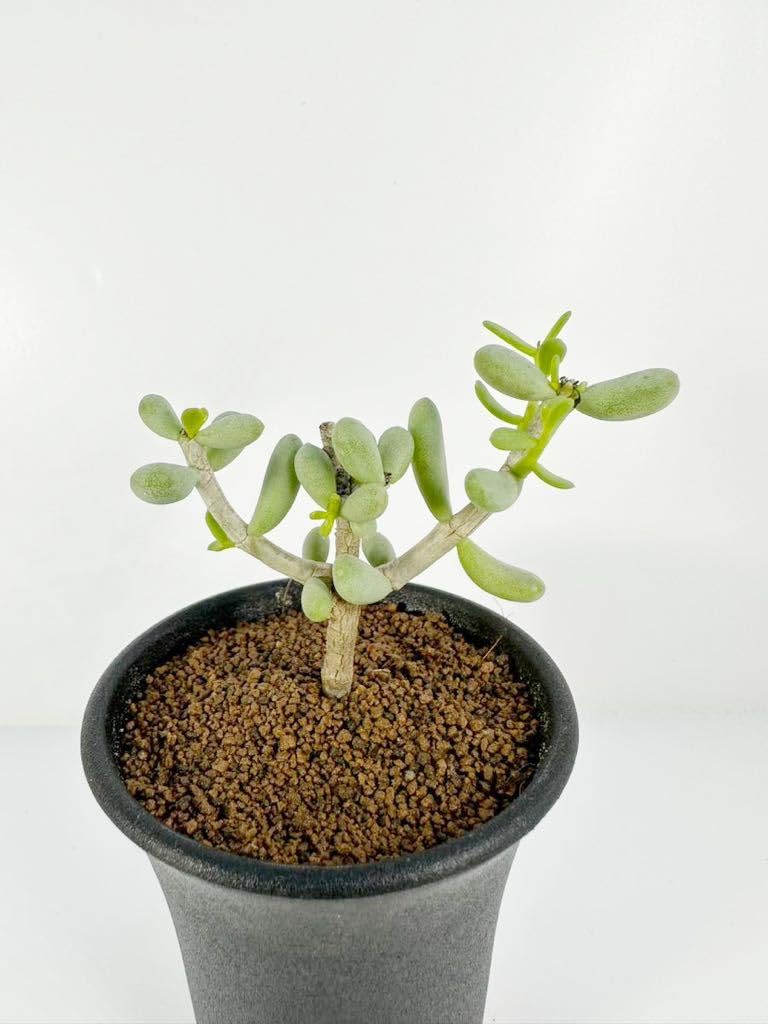 ケラリア・ピグマエア 微発根 塊根植物／コーデックス ケラリアピグマエア 発根済み 塊根植物 コーデックス 冬型
