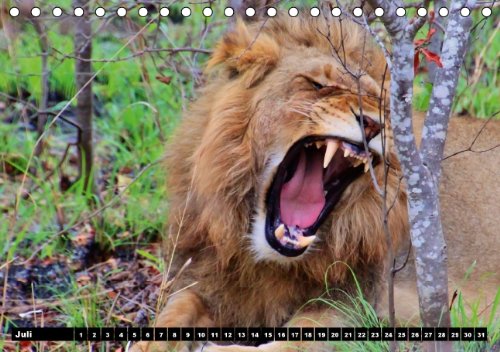 Löwen (Tischkalender immerwährend DIN A5 quer): Der Löwe wird als König der Tiere bezeichnet (Tischkalender, 14 Seiten) (CALVENDO Tiere) [Kalender] [Jan 13, 2014] Stanzer, Elisabeth