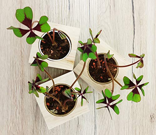 Feel Green 296688 Celebrations Ecocube, Glücksklee, Holzwürfel Mit Lasergravur «Ganz Viel Glück Für Dich», Nachhaltige Geschenkidee, Anzuchtset, Made in Austria, natural