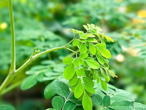 Image of Cederberg Tea Company Organic Moringa Tea - 30 Tea Bags | Organic Herbal Tea From Single Origin | Eco-Friendly Tea Bags | Non-GMO Caffeine Free Tea With Zero Sugar