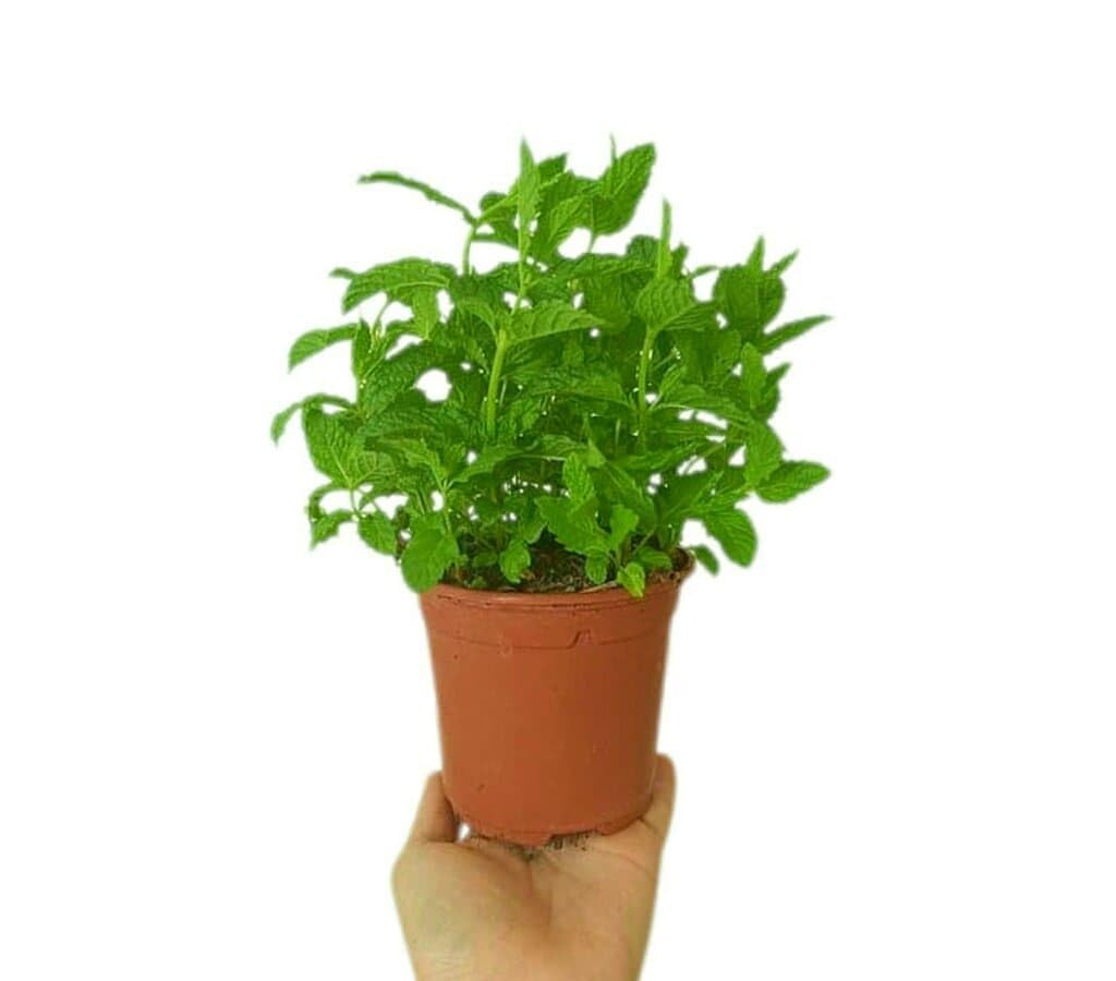 PACK DE 10 PLANTAS DE AROMÁTICAS VARIADAS NATURALES DIFERENTES VARIEDADES | ARÓMÁTICAS | FRESCURA | NATURALEZA | ECO | COCINA | VIDA | VERDE