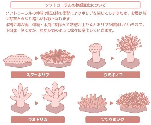 ウミキノコ　特大　±20 Amazon.co.jp: （サンゴ）沖縄産 ウミキノコ ロングポリプ S