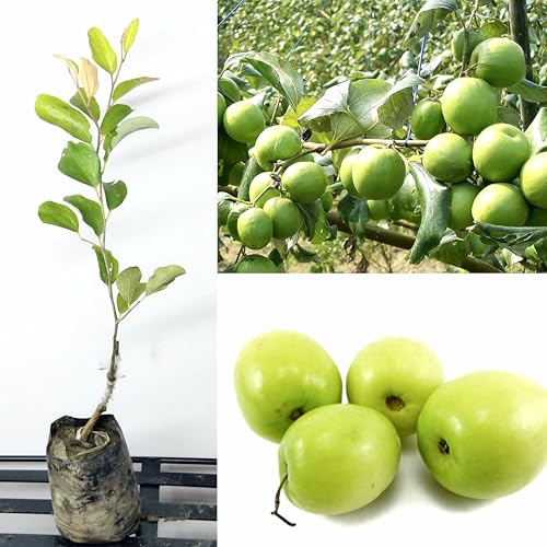 Image of Golden Bloom Grafted Thai Kasmiri Green Apple Ber Fruit Plant Height - 1 FT (Next Year Get Fruits)