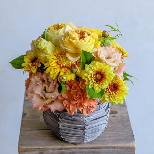 t[Xg t[AWg MTCY CG[&IW b܎܃fUCi[ďC ԑ   t[ Mtg v[g 蕨 a j LO ސEj F Nx̂܂